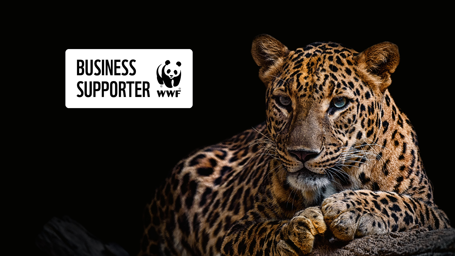 WWF business supporter-1920x1080px