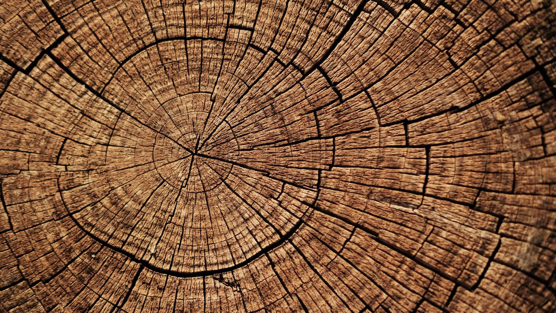 Hout